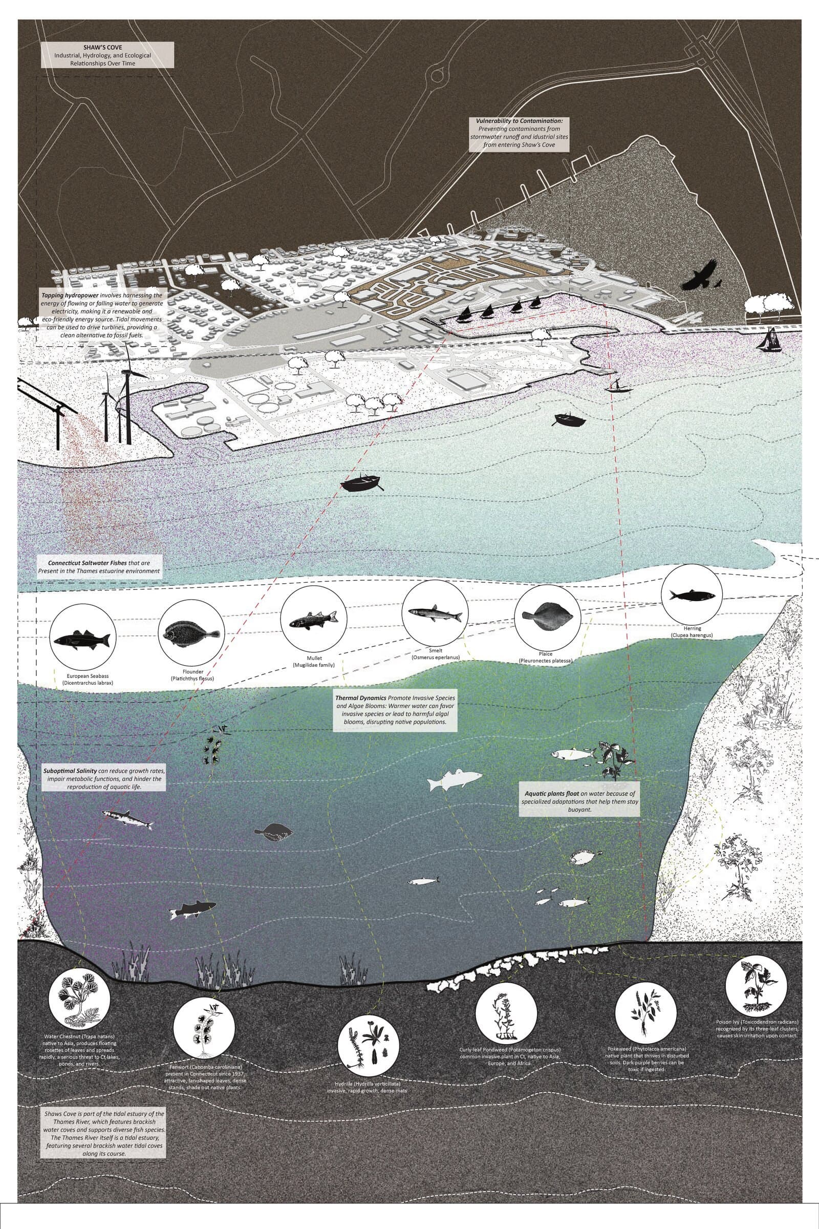 Ecological section diagram of the cove, layering shoreline, water column, and seabed habitats with fish and plant species along the water's edge.